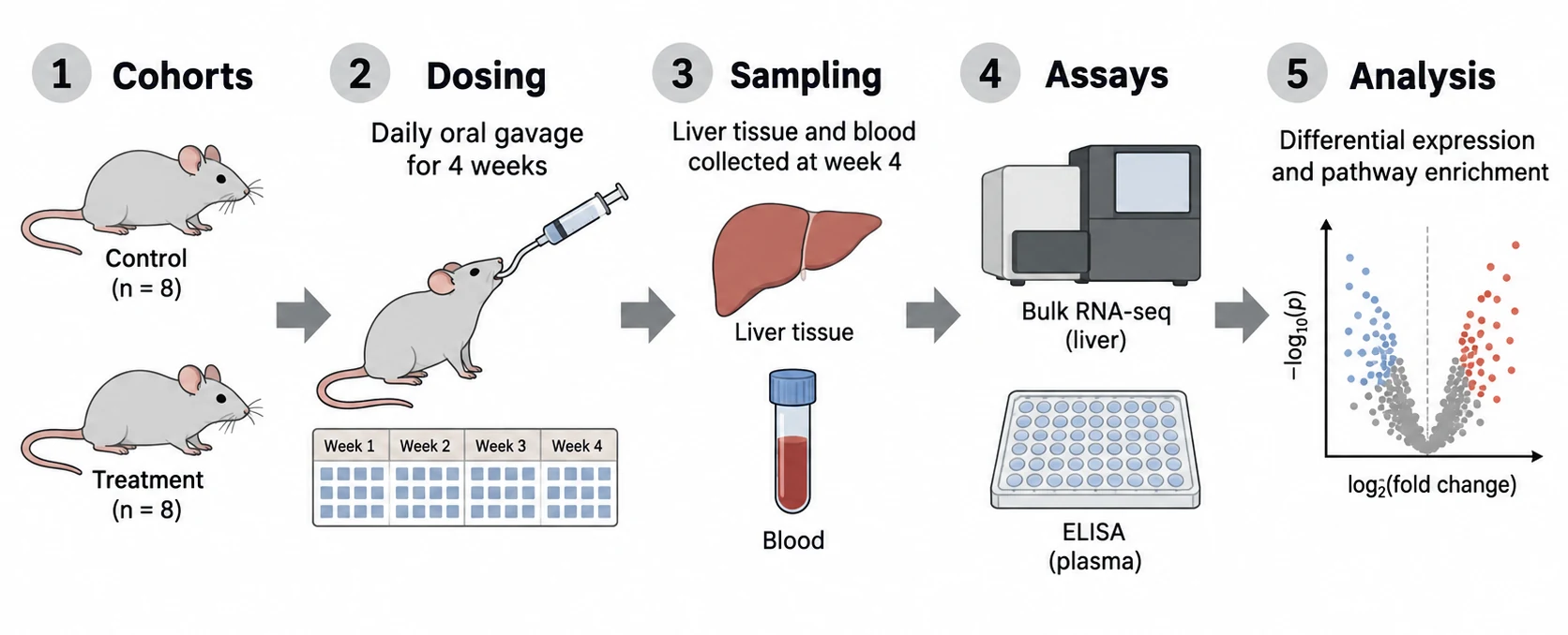 Fünfstufiges Diagramm eines experimentellen Ablaufs: zwei Mauskohorten (Kontrolle n = 8, Behandlung n = 8), vier Wochen tägliche orale Gabe per Schlundsonde, Entnahme von Leber und Blut in Woche 4, Bulk-RNA-seq und Plasma-ELISA, dann ein Volcano-Plot der differentiellen Expression.