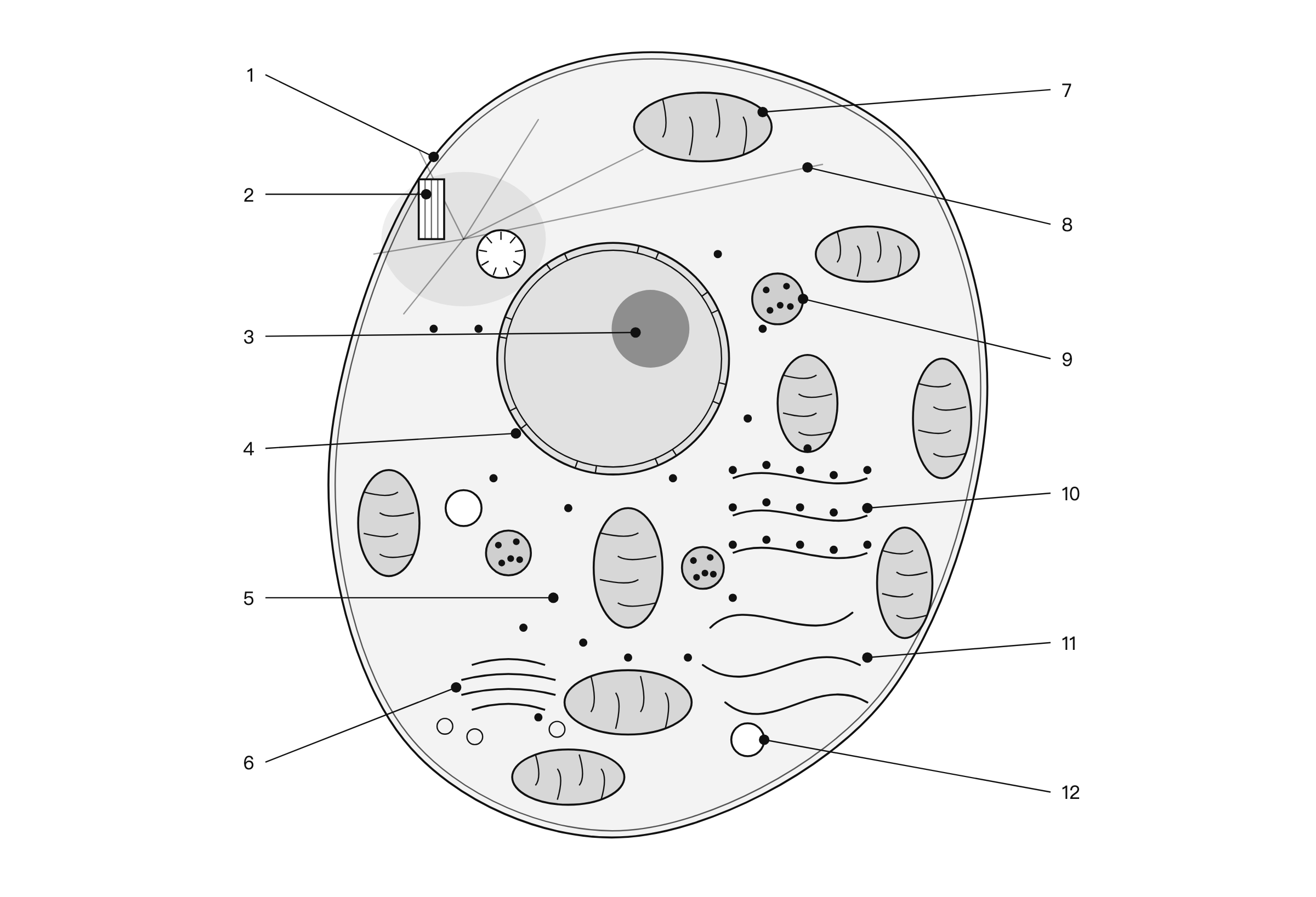 Blank animal cell diagram to label, with twelve numbered leader lines pointing to the plasma membrane, centrosome, nucleus, peroxisome, Golgi apparatus, ribosomes, mitochondrion, nucleolus, rough endoplasmic reticulum, lysosome, smooth endoplasmic reticulum and a microtubule