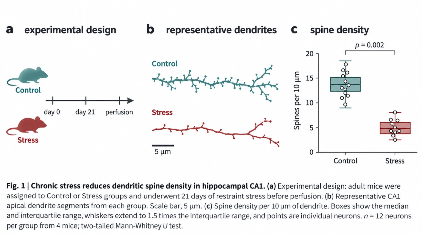 Three-panel scientific figure: (a) experimental design timeline with Control and Stress mouse groups, (b) representative dendrite segments with a 5 micrometre scale bar, (c) box plot of spine density per 10 micrometres with p = 0.002, above a full figure legend.