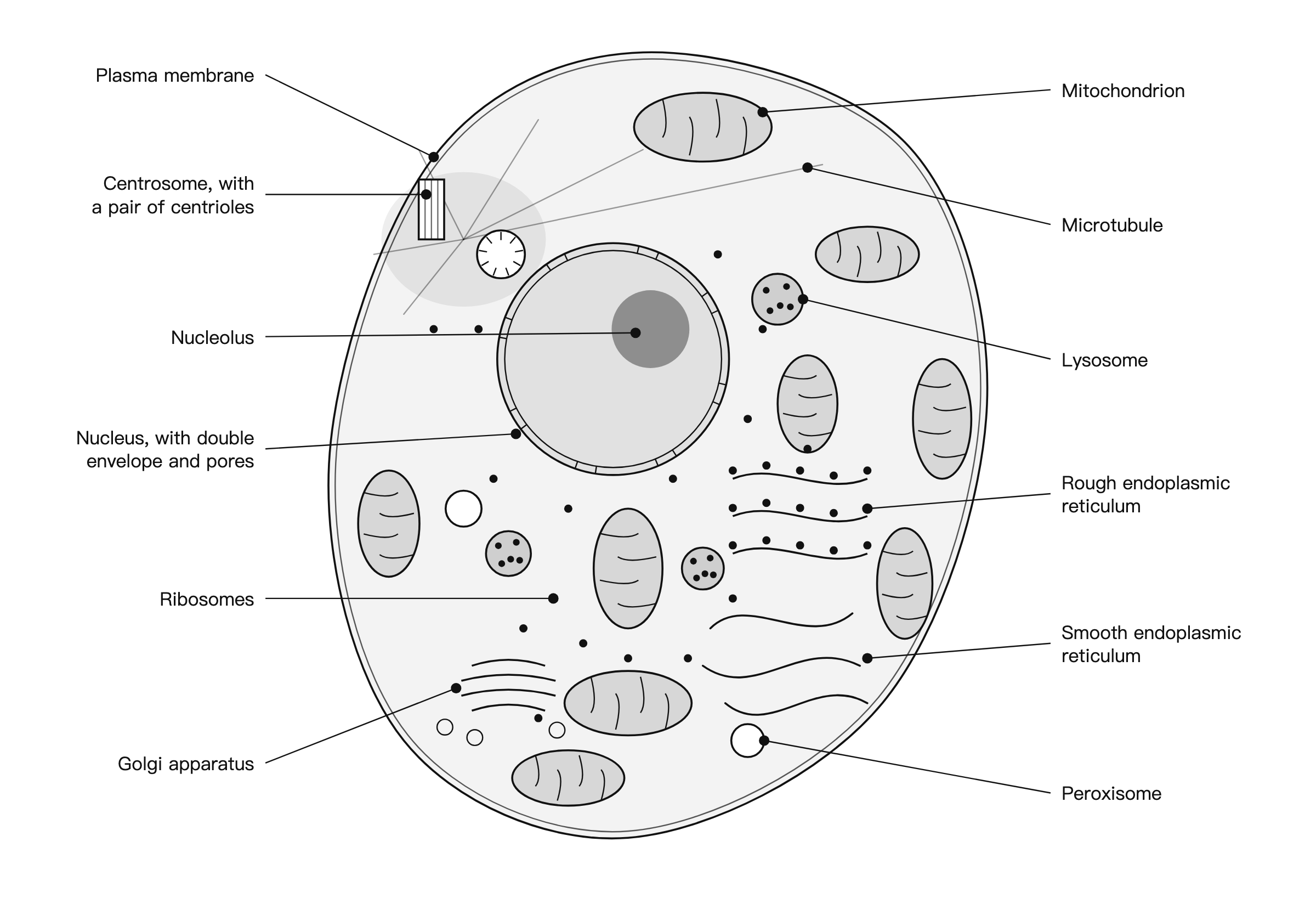 Labelled animal cell diagram showing the plasma membrane, nucleus with double envelope, nuclear pores and nucleolus, rough and smooth endoplasmic reticulum, Golgi apparatus, nine mitochondria with cristae, lysosomes, peroxisomes, a centrosome containing a pair of centrioles, ribosomes and microtubules