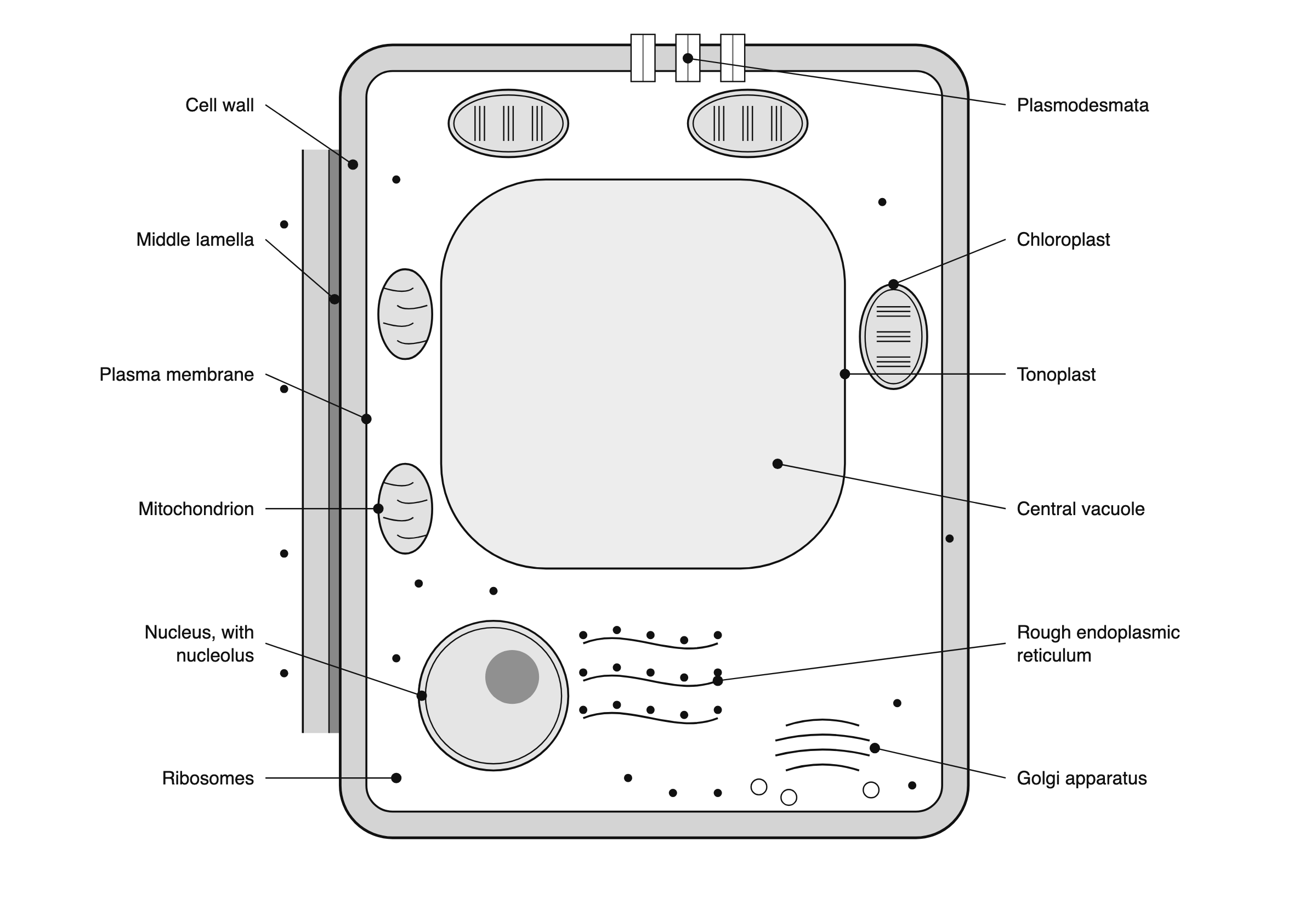 Labelled plant cell diagram showing the cell wall, middle lamella, plasma membrane, plasmodesmata, central vacuole and tonoplast, nucleus with nucleolus, chloroplasts with thylakoid stacks, mitochondria, rough endoplasmic reticulum, Golgi apparatus and ribosomes