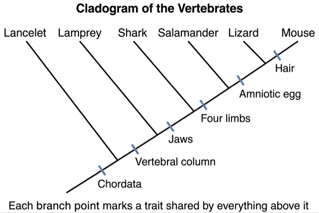 Teaching ladder