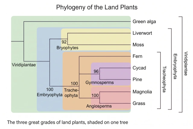 Annotated clades