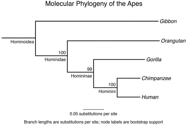 Phylogram
