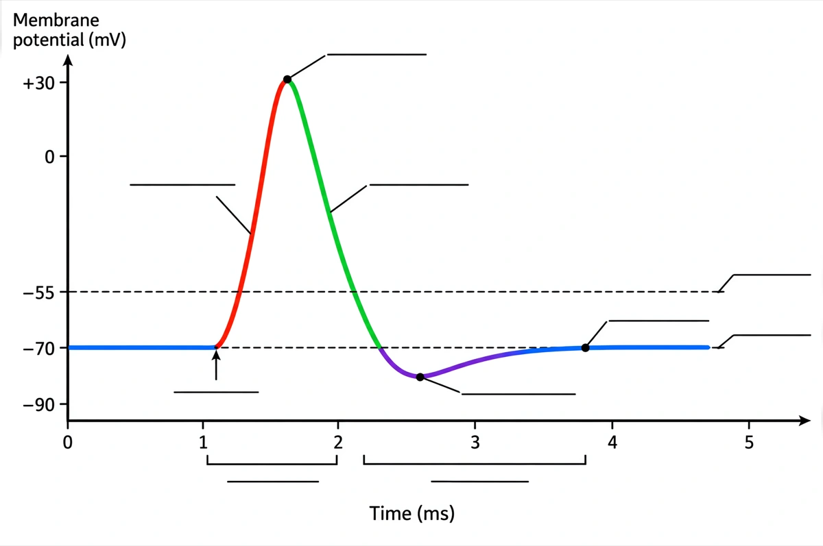 Blank action potential graph with empty answer lines on each phase of the spike for students to label