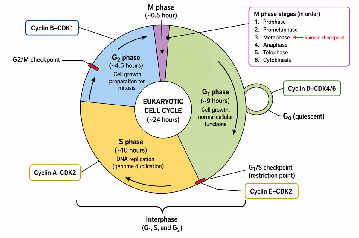Cell Cycle Diagram
