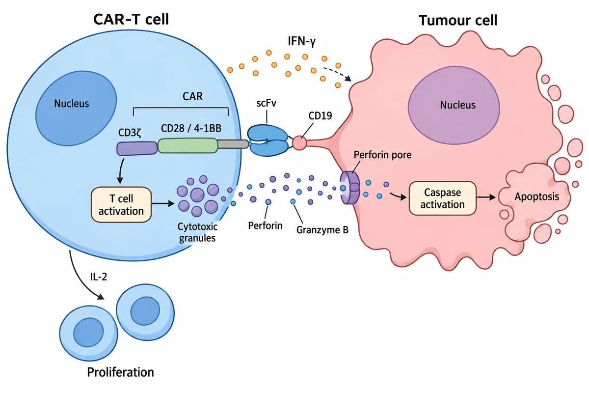 Mechanism illustration of a CAR-T cell killing a tumour cell: CD19 recognition, perforin and granzyme B release, apoptosis